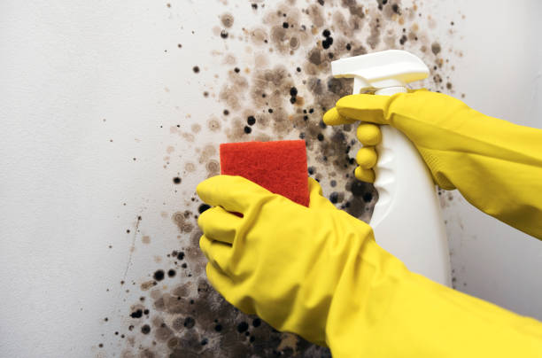 Best Emergency Mold Remediation in Murrells Inlet, SC